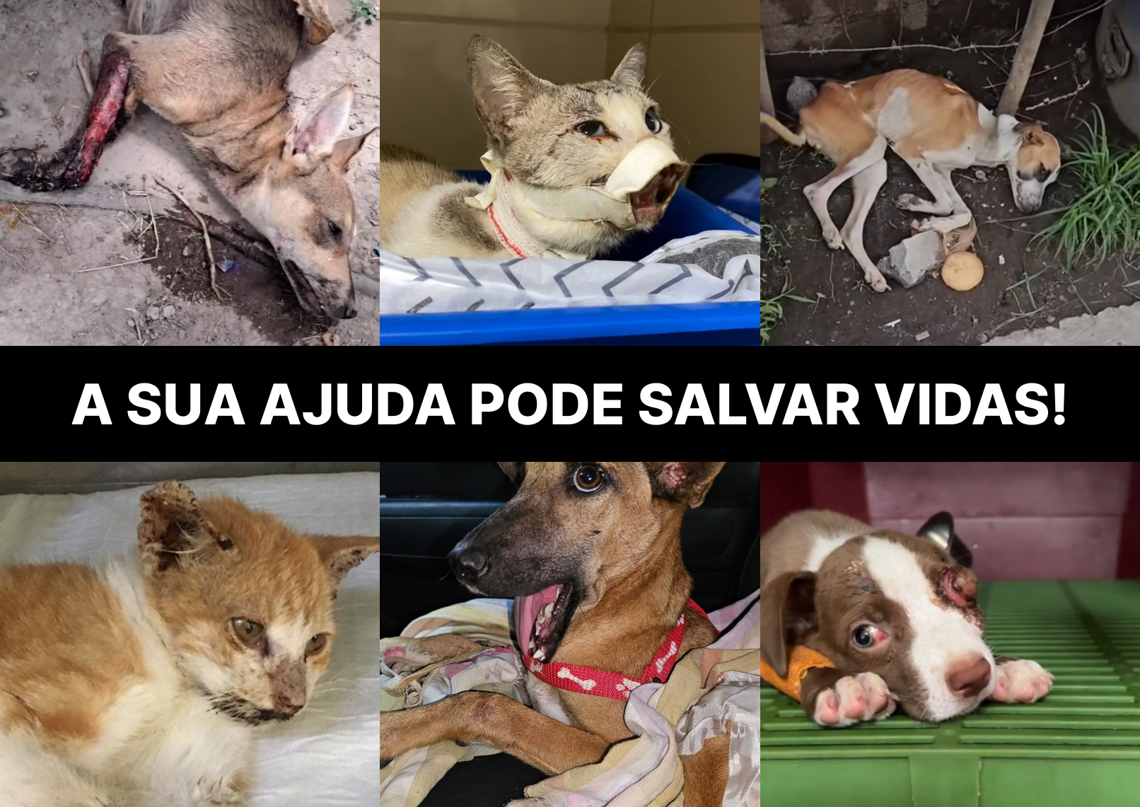 Fundadora do abrigo com animais resgatados