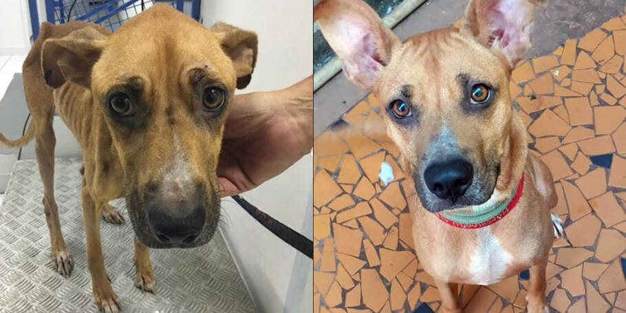 Antes e depois do resgate de Tobby