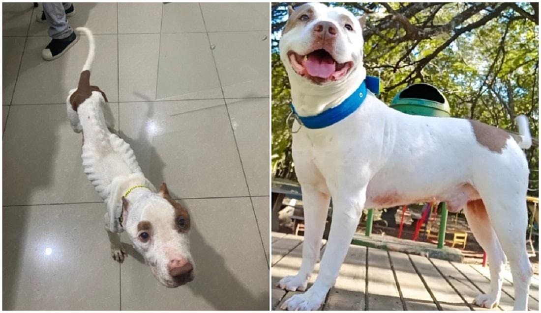 Antes e depois do resgate de Rex