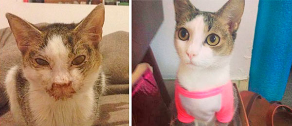 Antes e depois do resgate de Luna
