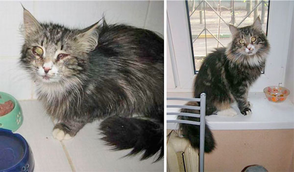 Antes e depois do resgate de Mia