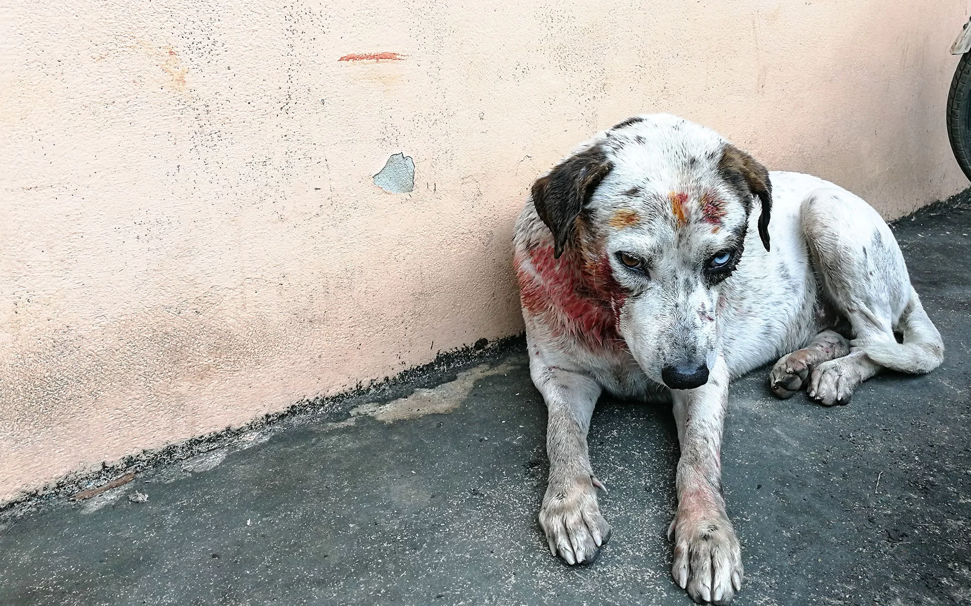 Cachorro ferido resgatado