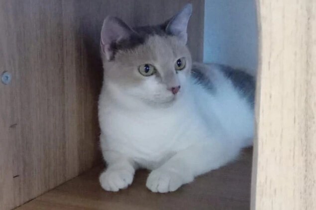 Foto de Luna