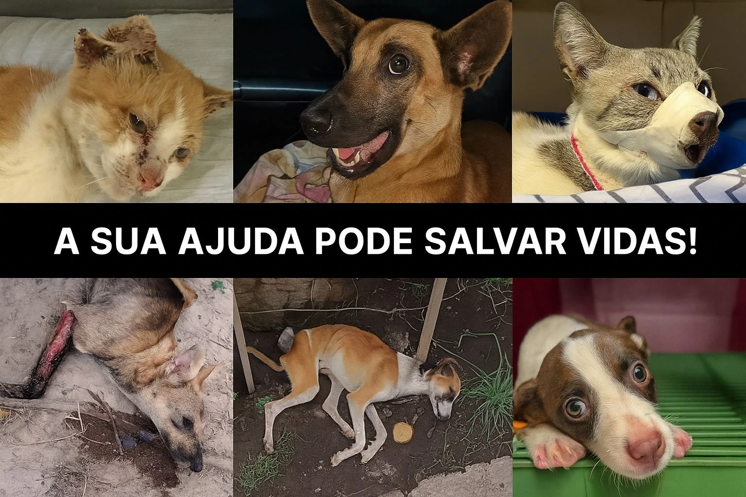 A sua ajuda pode salvar vidas - Animais resgatados precisando de cuidados
