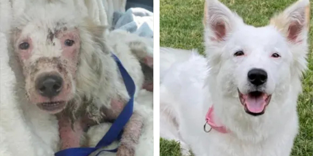 Transformação de Esperança - Antes e Depois