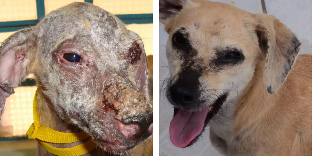 Transformação de Milagre - Antes e Depois